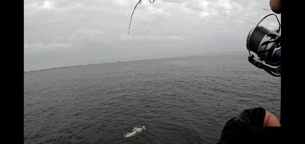 青物のひき楽しい(≧∇≦)