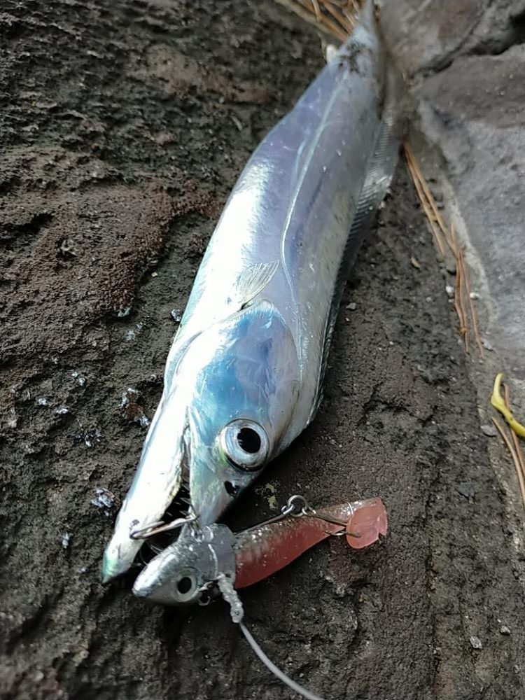 昼間のタチウオ