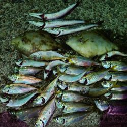 アジング　エサ