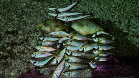 アジング　エサ