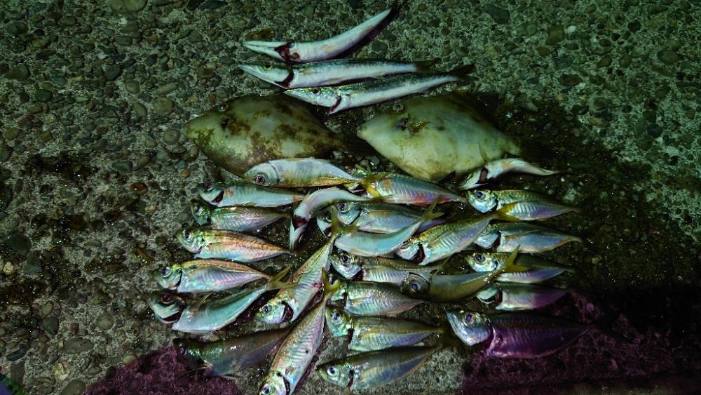 アジング　エサ