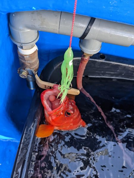 仕掛け自作してみました！