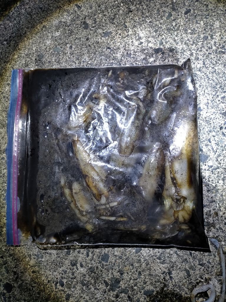 ランガンにてアオリ爆釣!!