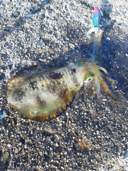 アオリイカ調査