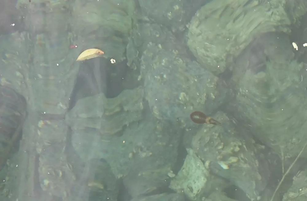 対馬エギング釣果