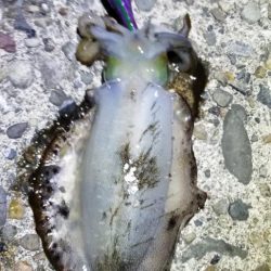 塩津で数釣り。エギング