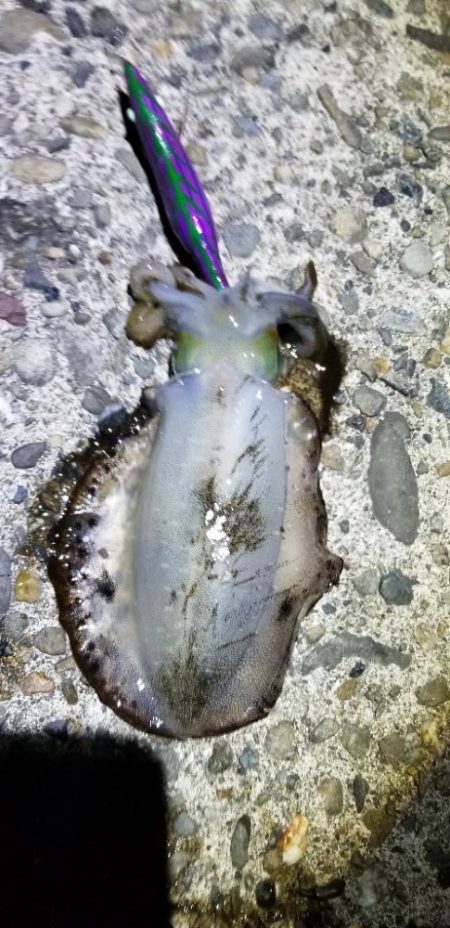 塩津で数釣り。エギング