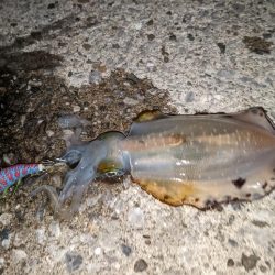 天草新子祭り①