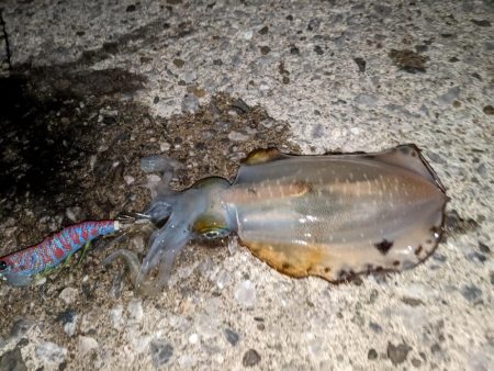 天草新子祭り①