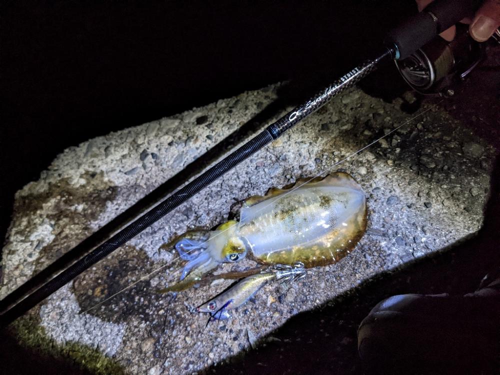 アオリぼっこぼこにいったった(・x・*)