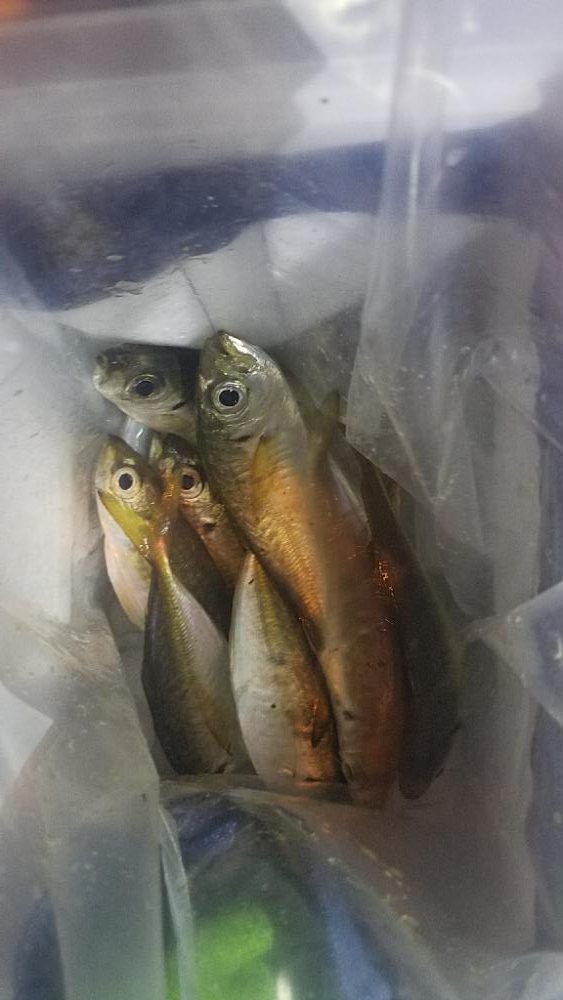 入れ食いだーヽ(o´3`o)ノ