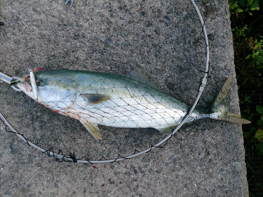 ショアジギング