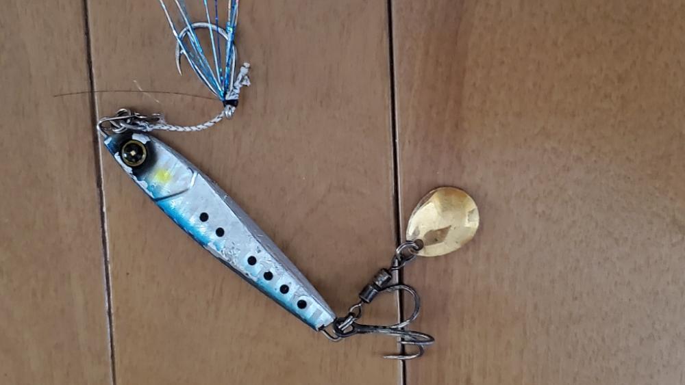 武庫一のベイトは小型のイワシ