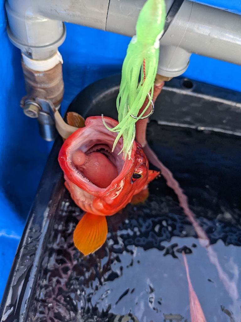 浅場の何でも狙い