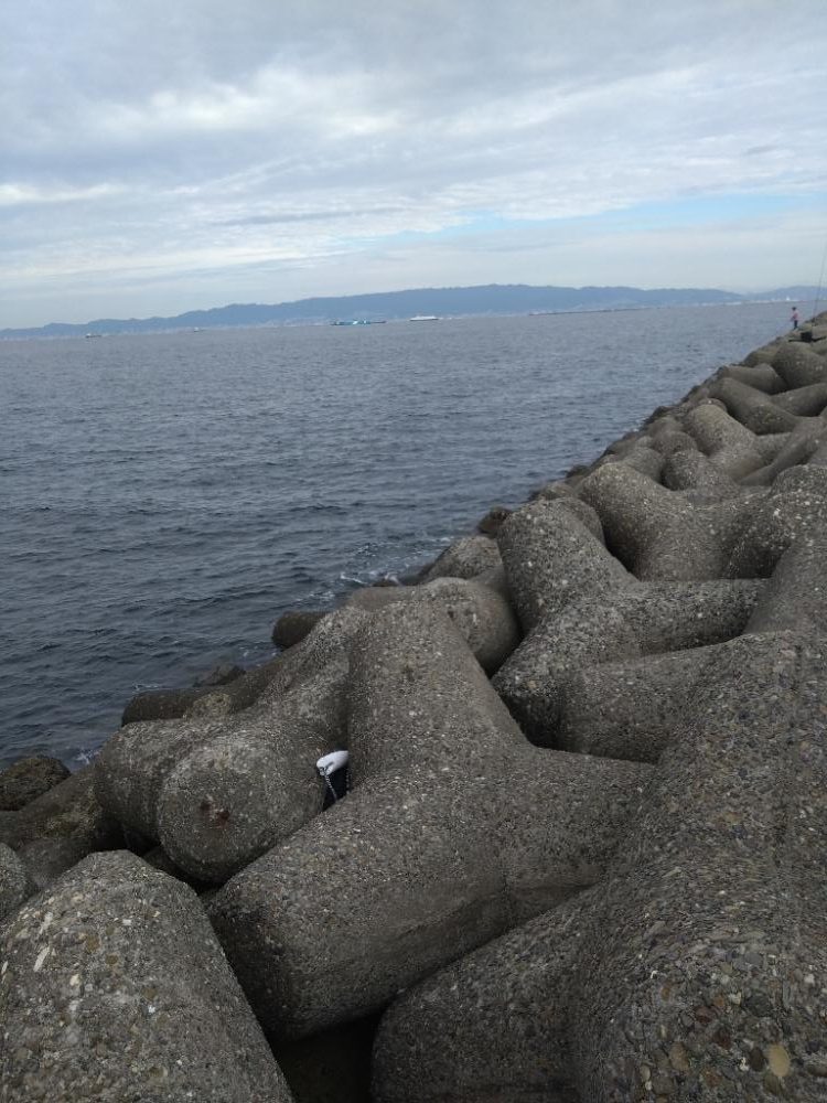 サワラが釣りたい!