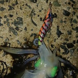 対馬エギング釣果