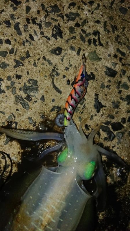 対馬エギング釣果