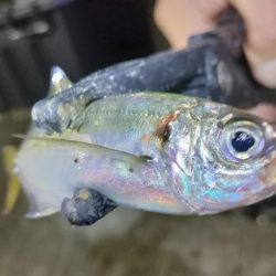 やっと出会えたアジ!