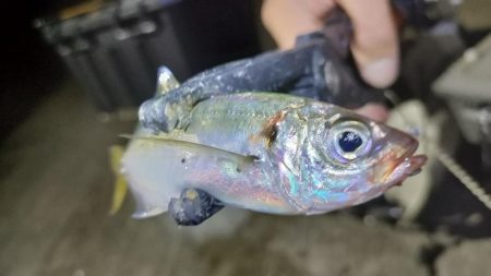 やっと出会えたアジ!