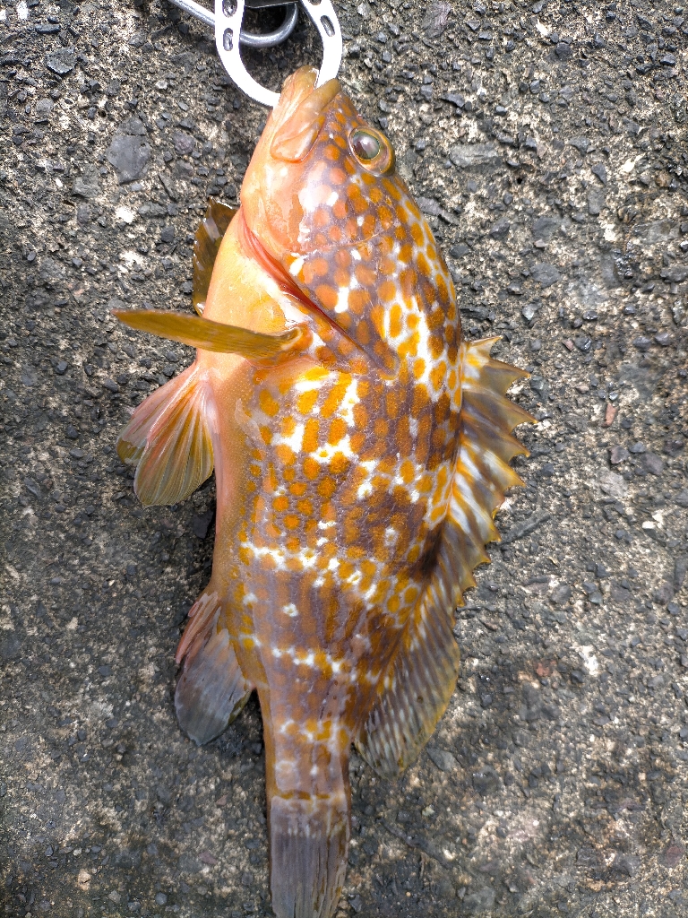 エギングでアコウ!!