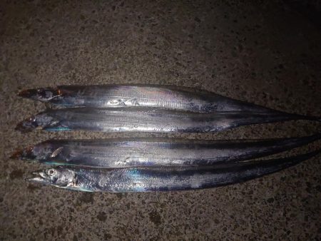 タチウオ狙い釣行