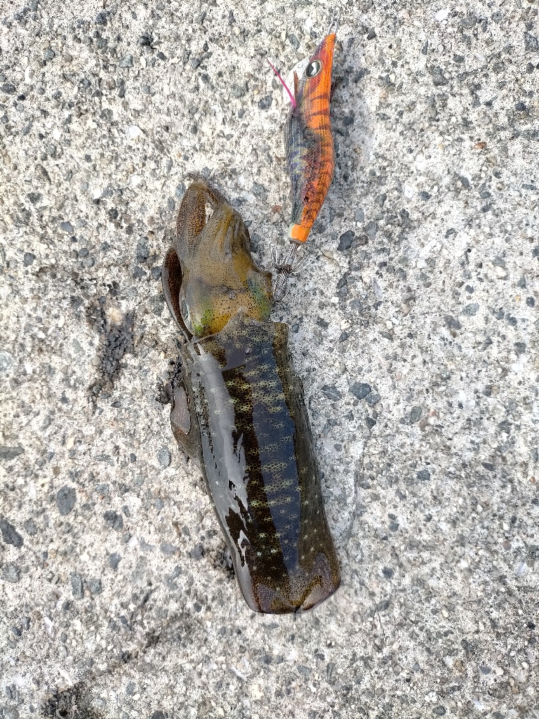 濁りが心配でしたがなんとか8杯