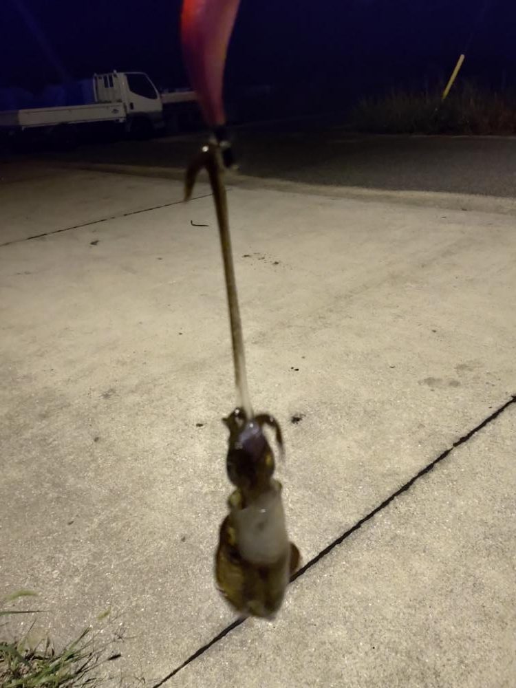 今年初のアオリイカ　　の調査