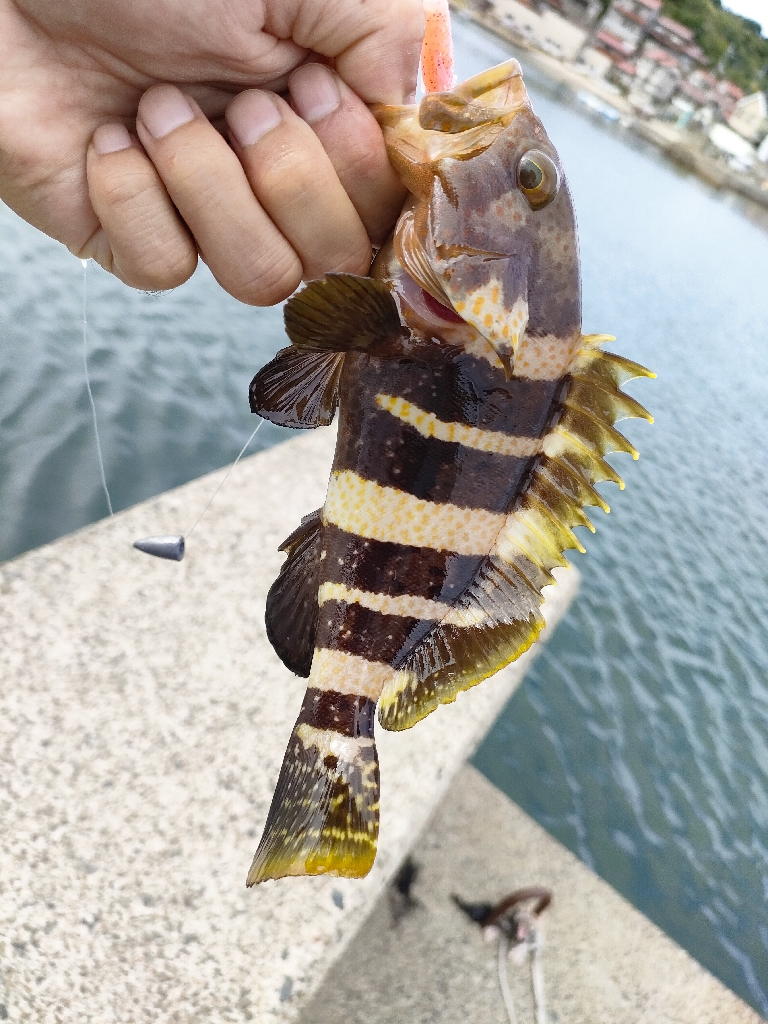 アオリイカとアオハタ