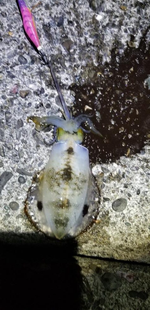 夕マズメのエギング　今季最大