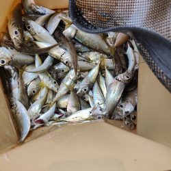 ファミリーフィッシング