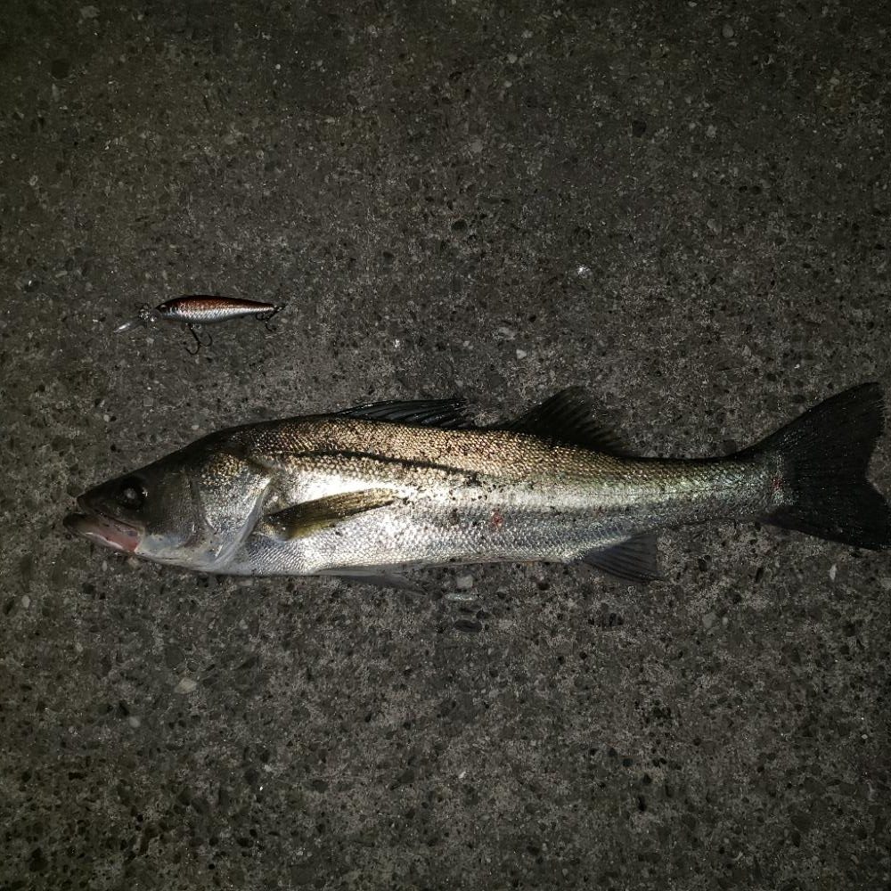 おはようスズキさん!