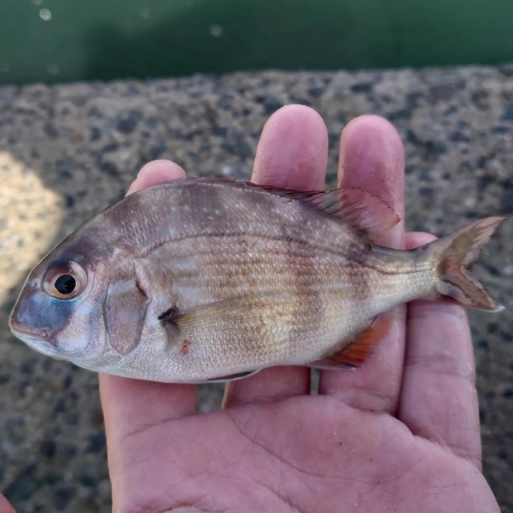 紀州釣りに挑戦