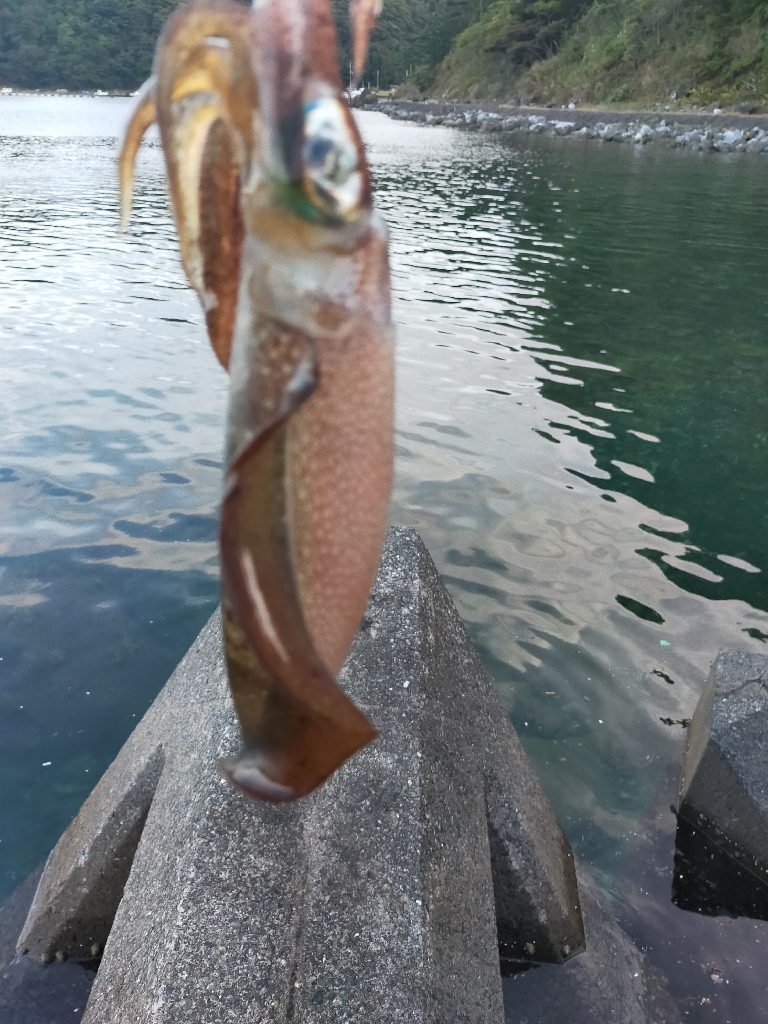 初めてコウイカが釣れました(笑)