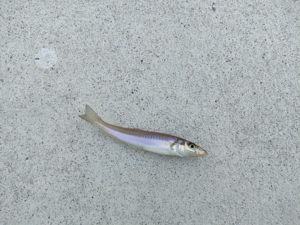 リベンジ遠征釣行(2日目)