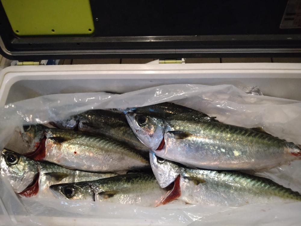 初青物ジギング