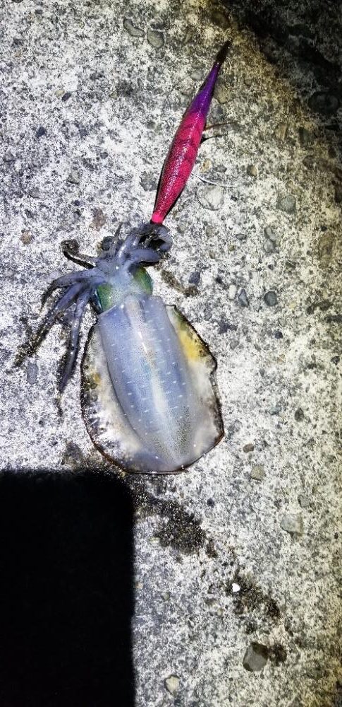 エギング 絶好調