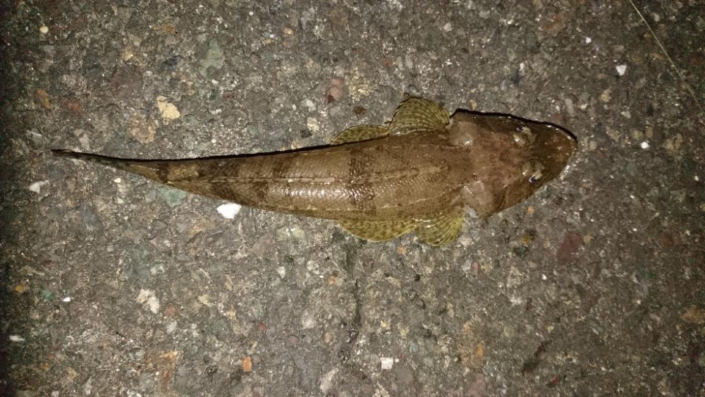 久々エギング、ちびコチ入れ食い