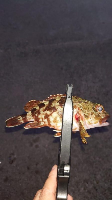 今日はエステルを使用