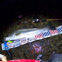 【シーバス】リバーシーバス。やっと・・・