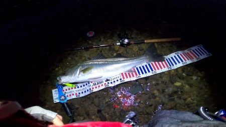 【シーバス】リバーシーバス。やっと・・・