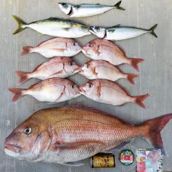 大マダイ(81㌢=5.5㌕)仕留めた!