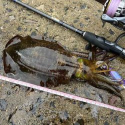 アタリ年の日本海で急に激渋！でも居るとこには居る！！