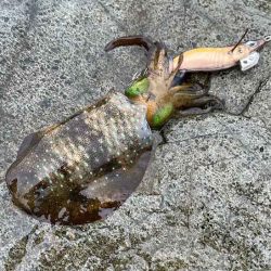 外海大荒れにつき漁港内でデイエギングからナイトエギングへ突入するが激渋！