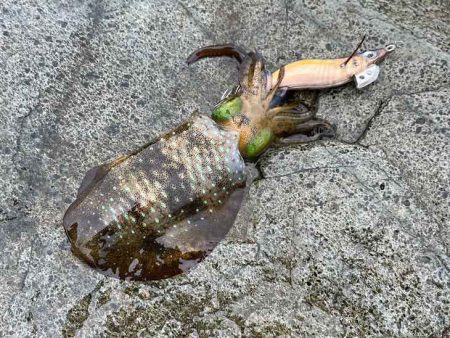 外海大荒れにつき漁港内でデイエギングからナ…