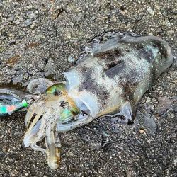 日本海エギング｜ナイトエギングのコツ