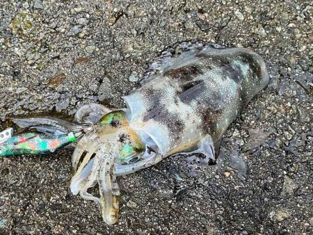 日本海エギング｜ナイトエギングのコツ