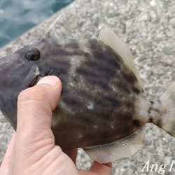 中島埠頭でカワハギ11枚！