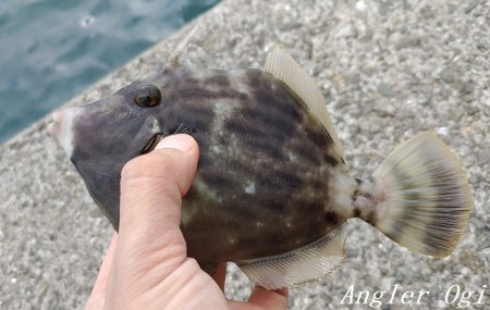 中島埠頭でカワハギ11枚！