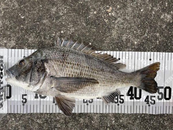 イチノ兄弟、釣果！