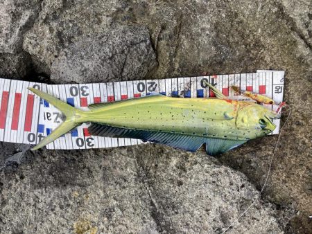 楽しませてもらいました